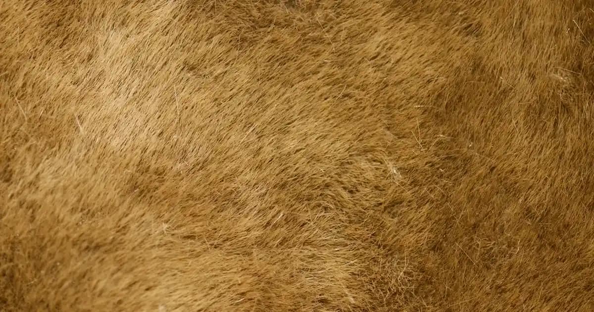 Redmi Note 11 Pro İçin Dayanıklı ve Uyumlu Telefon Kılıfı Seçim Rehberi