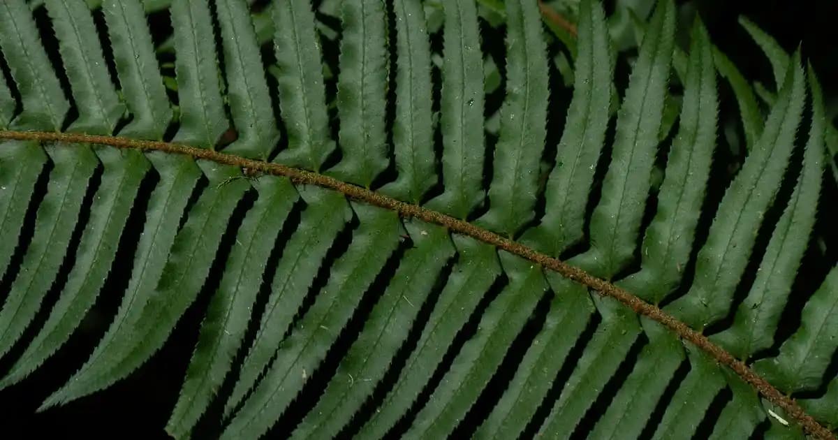 Android televizyonlar: Akıllı ve yüksek teknolojili televizyonların avantajları ve özellikleri