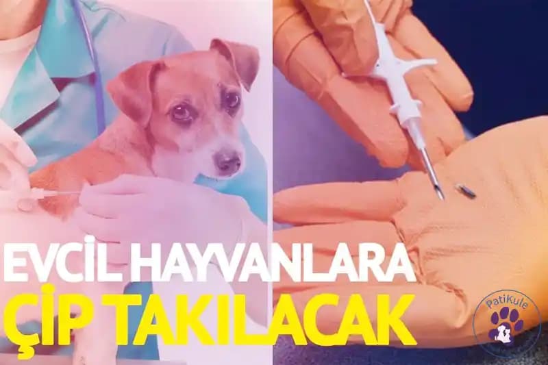 Elektronik Evcil Hayvan Kayıt Sistemleri ve Dijital Kimliklendirme Uygulamaları Türkiye