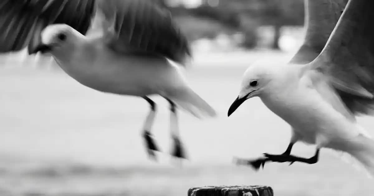 Karaca Robot Süpürge: Akıllı Temizlik Çözümleri ve Kullanıcı Deneyimleri