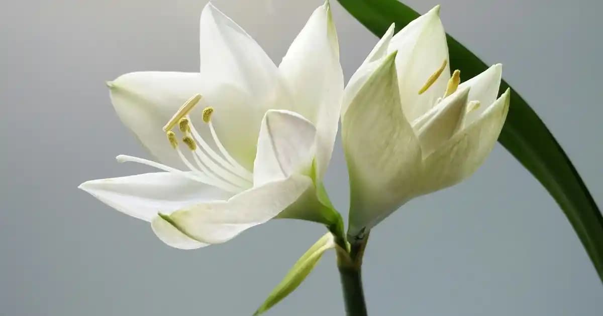 Kobo E-Kitaplar ve Dijital Okuma Teknolojileri Hakkında Kapsamlı Bilgi