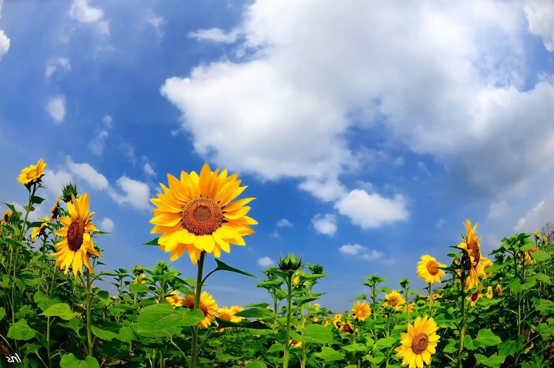 Sunny Flora: Doğa İlhamlı Yenilikçi Elektronik Ürünleri ve Sürdürülebilir Teknolojiler