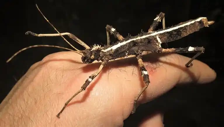 Sunny Stick Nedir Elektronik Dünyasında Taşınabilirlik ve Yeniliklerin Temsilcisi