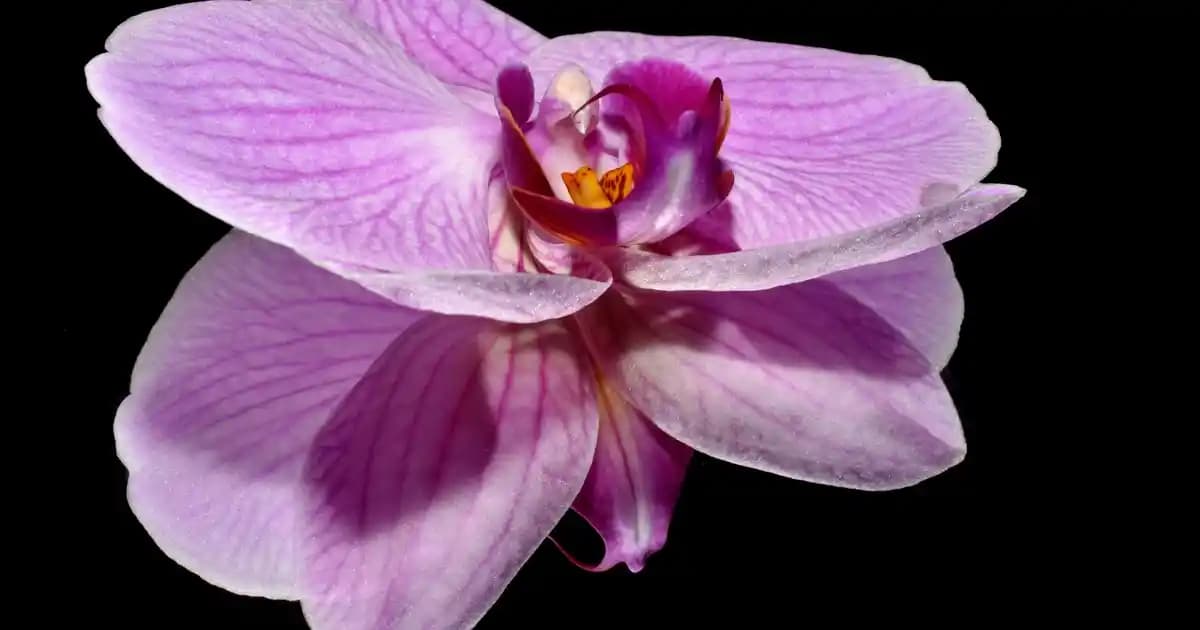 Telefon Sesi Temizleme Yöntemleri ve Kalitesini Artırma İpuçları