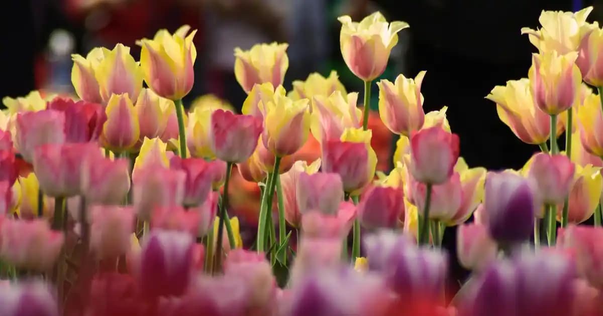 Telefon Temizleme Fırçası: Güvenilir ve Etkili Temizlik Aracıyla Cihaz Bakımı