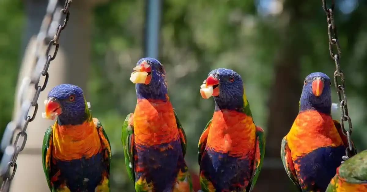 Xiaomi Mi 10 Lite Akıllı Telefonu: Uygun Fiyatlı ve Performanslı Seçenekler