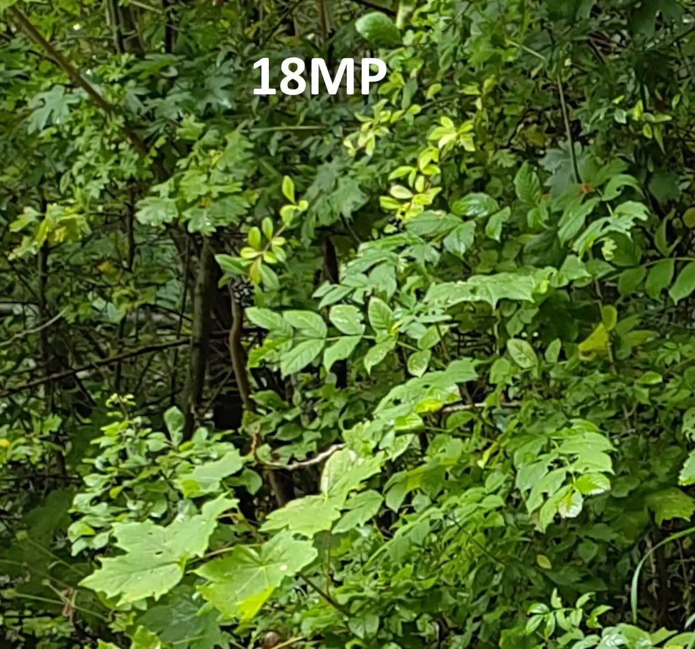 13MP Kameralar: Akıllı Telefonlarda Dengeli Görüntü Kalitesi ve Performans İncelemesi