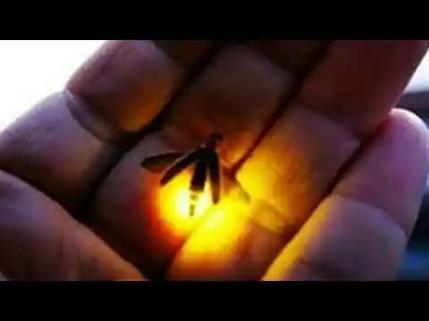 Ateş Böceklerinin Biolüminesans Mekanizması ve Teknolojideki Uygulamaları