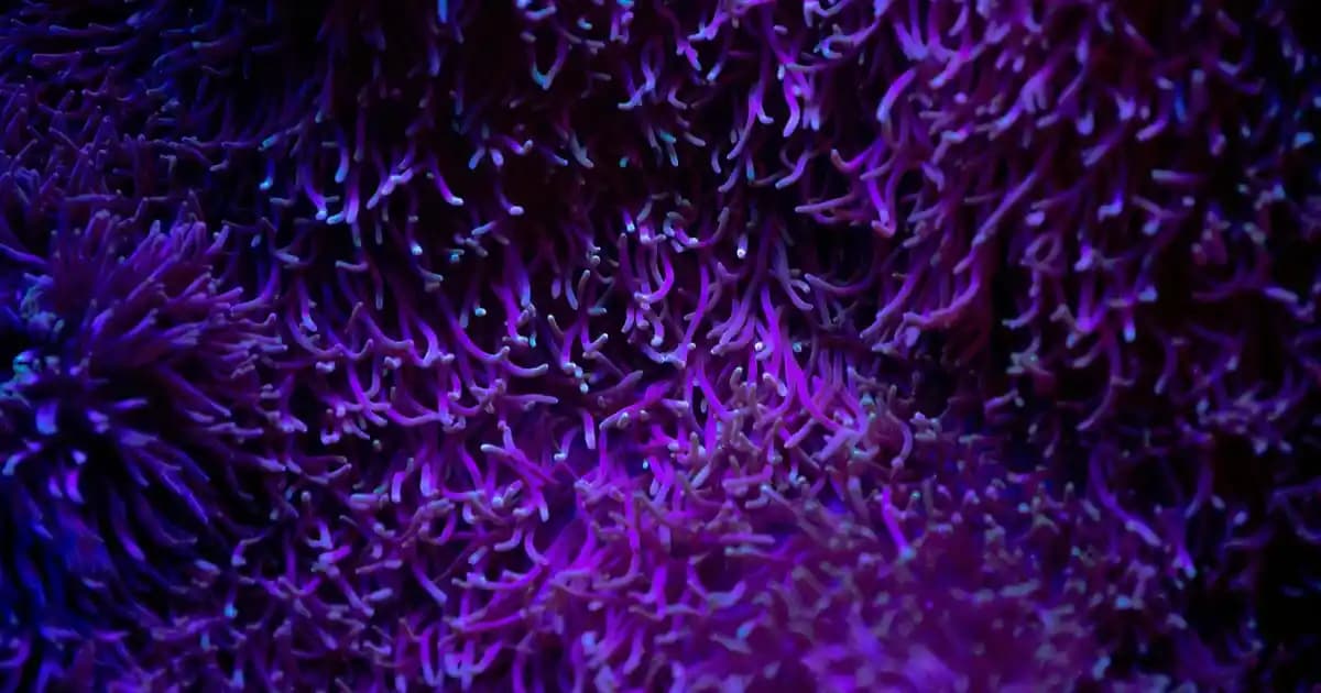 Beyaz TV'nin Sahiplik Yapısı, Yayın Politikası ve Teknolojik Altyapısının Kapsamlı İncelemesi