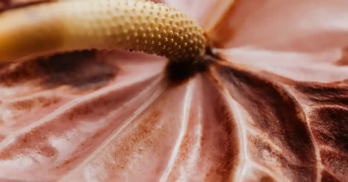 Bilgisayarda Ekran Görüntüsü Alma Yöntemleri: Windows, Mac ve Linux Rehberi