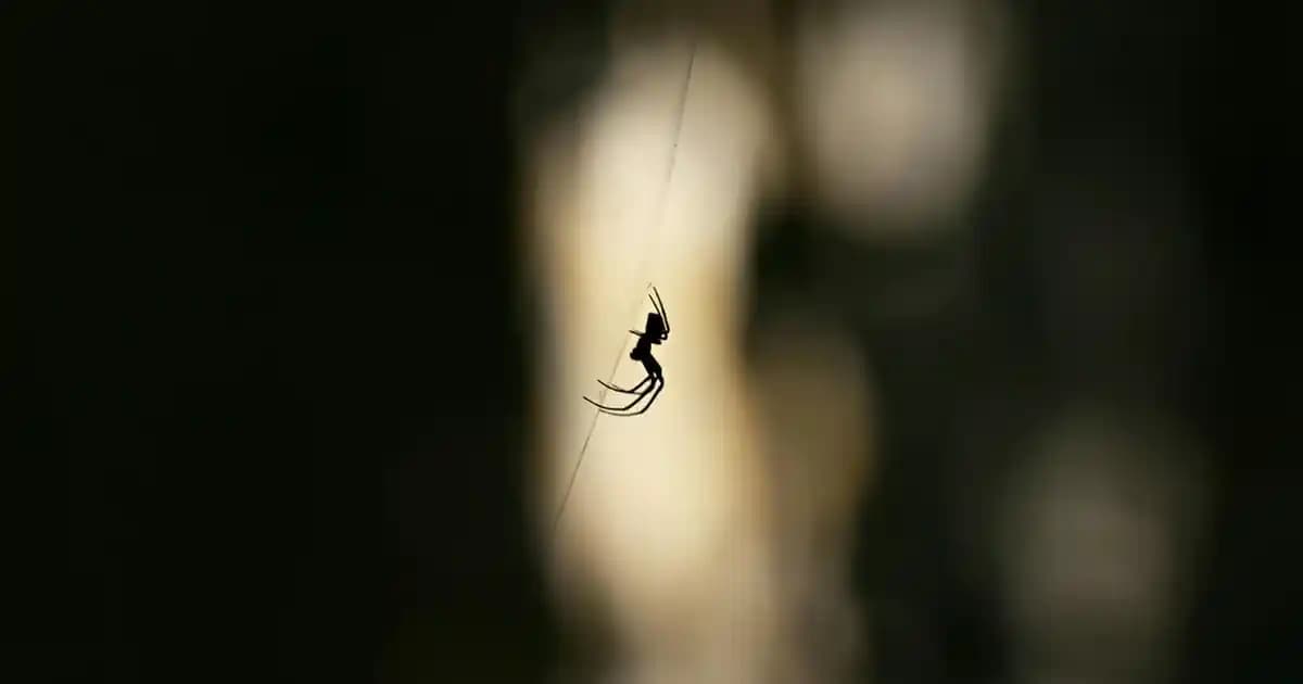 Bosch 6 Serisi Kurutma Makinesi: Enerji Verimli ve Gelişmiş Teknolojiyle Evde Kurutmanın Yeni Standardı