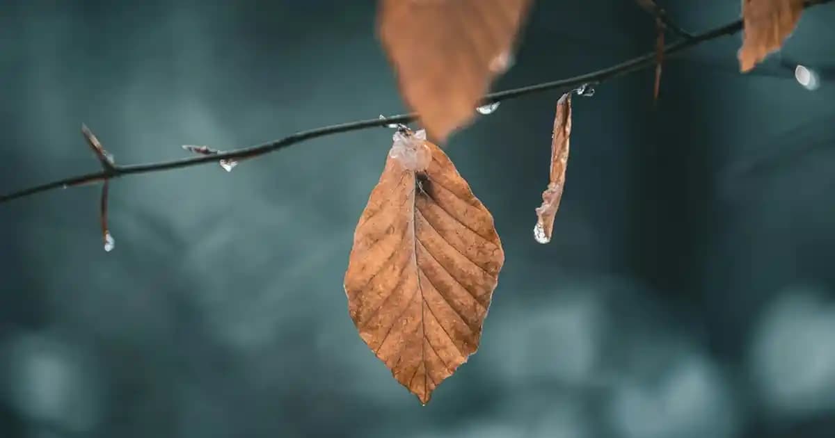 Cat Telefon S62 Pro: Dayanıklı ve Termal Kameralı Profesyonel Akıllı Telefon Özellikleri