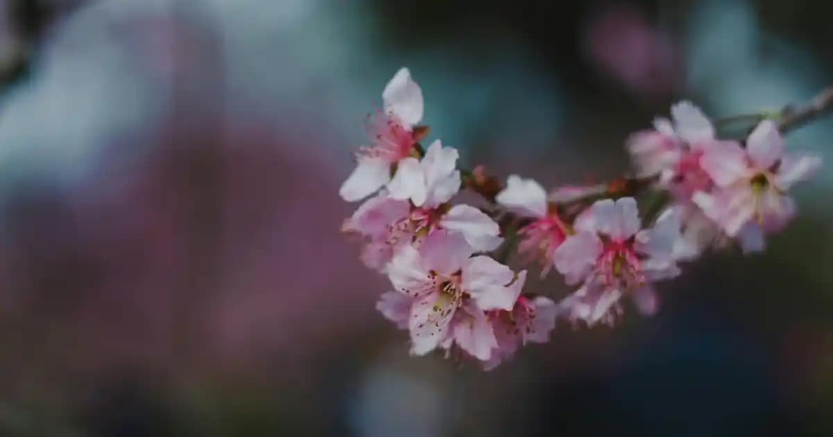 En İyi Epilasyon Aleti Seçiminde Teknoloji ve Konforun Öne Çıktığı Modeller