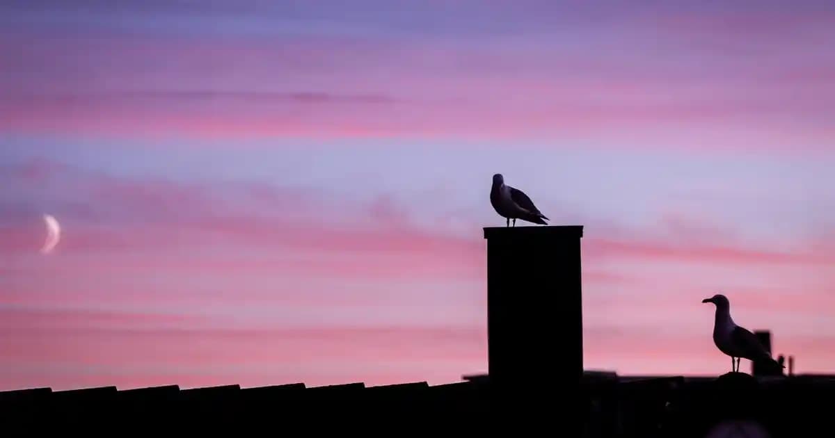 Honor Magic V2 16+512 GB: Katlanabilir Ekran ve Yüksek Performanslı Akıllı Telefon