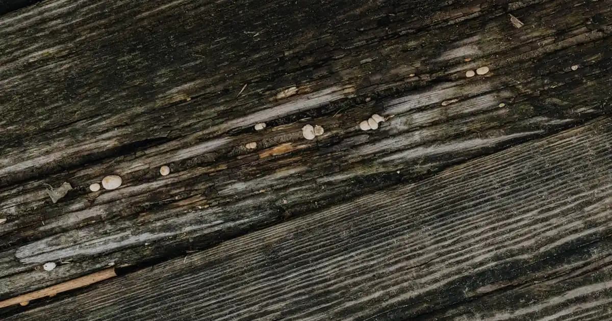 iPhone 14 Pro Gold: MediaMarkt'ta Tasarım, Performans ve Satış Avantajları