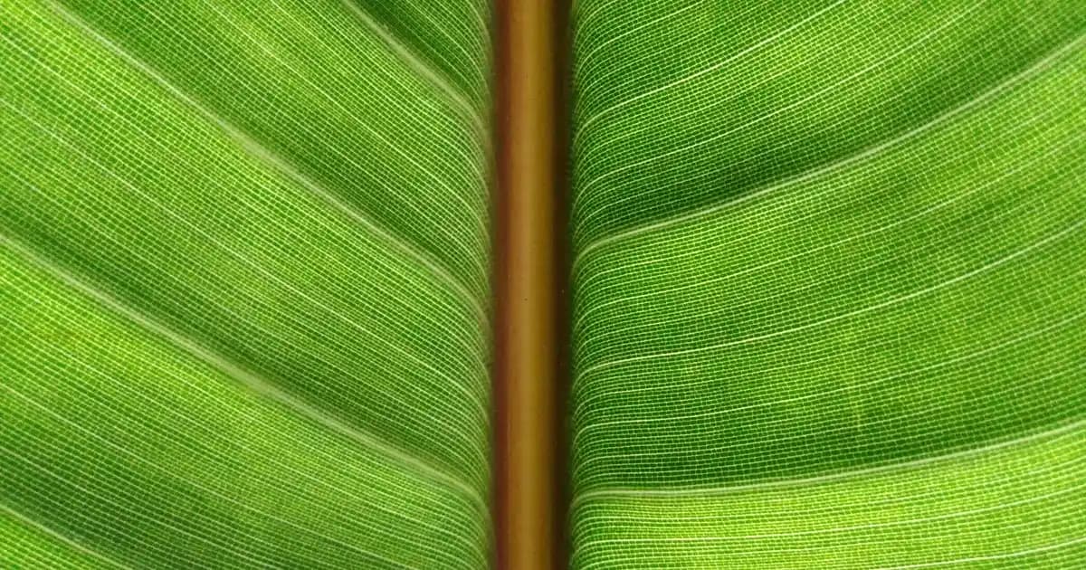 iPhone 6s 128 GB: Dayanıklı Tasarım ve Güncel Yazılım Desteğiyle Apple Telefonu