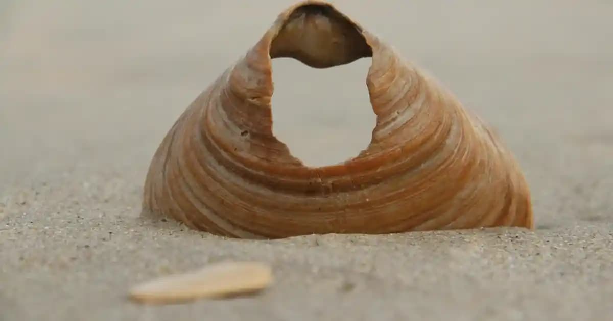 iPhone El İşareti ile Fotoğraf Çekme Özelliği: Kolay ve Yenilikçi Fotoğraf Deneyimi