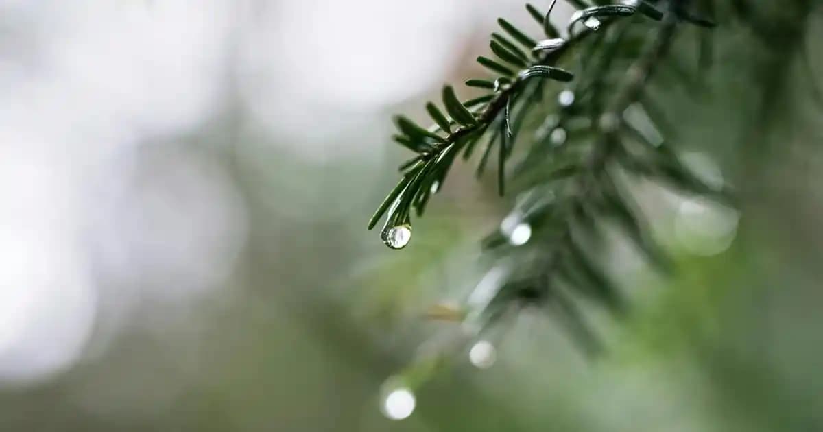 iPhone Kaç cm? Detaylı Boyut Rehberi ve Modellerin Karşılaştırması