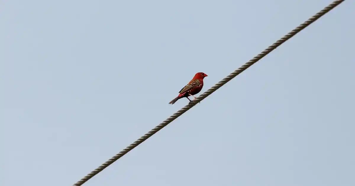 iPhone Vade Farksız Taksit ile Ekonomik ve Faizsiz Akıllı Telefon Alımı