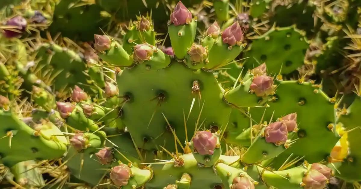 iPhone ve Android Akıllı Telefonların Tasarım, Performans ve Kamera Özellikleri Karşılaştırması