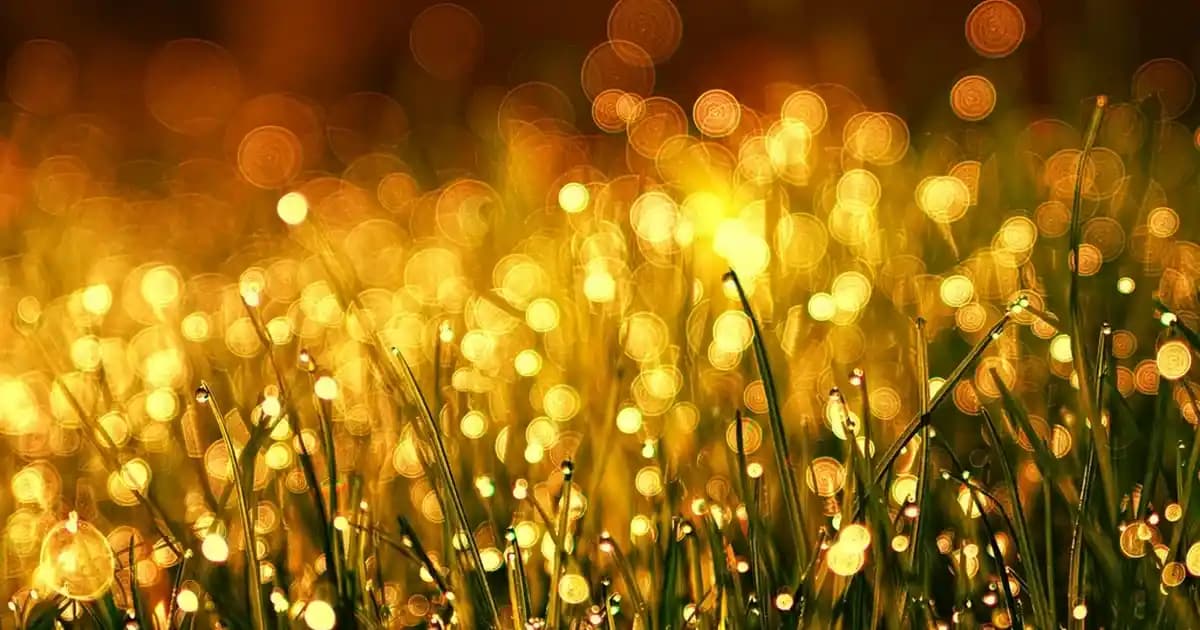 Kamerada Siyah Leke Sorunu: Nedenleri, Çözümleri ve Önleyici Tedbirler Rehberi