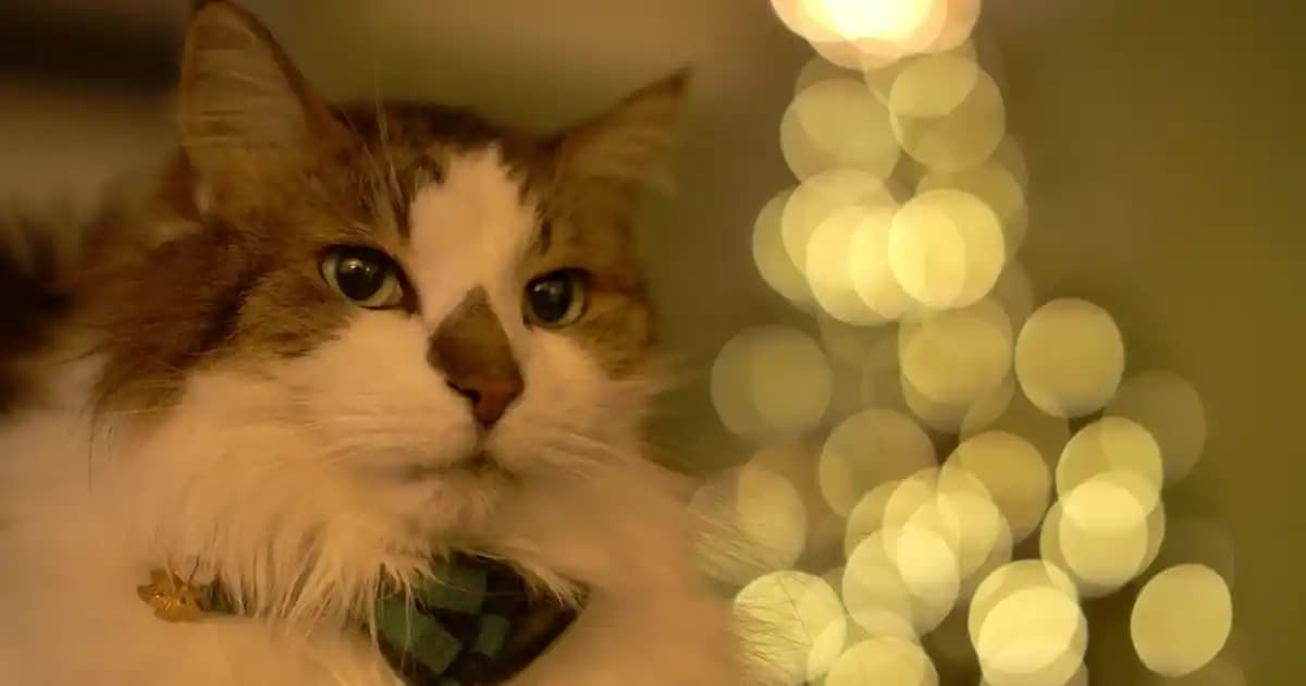 Kuantum Dolanıklık ve Teknolojideki Uygulamaları: Geleceğin Bilgi Çağı