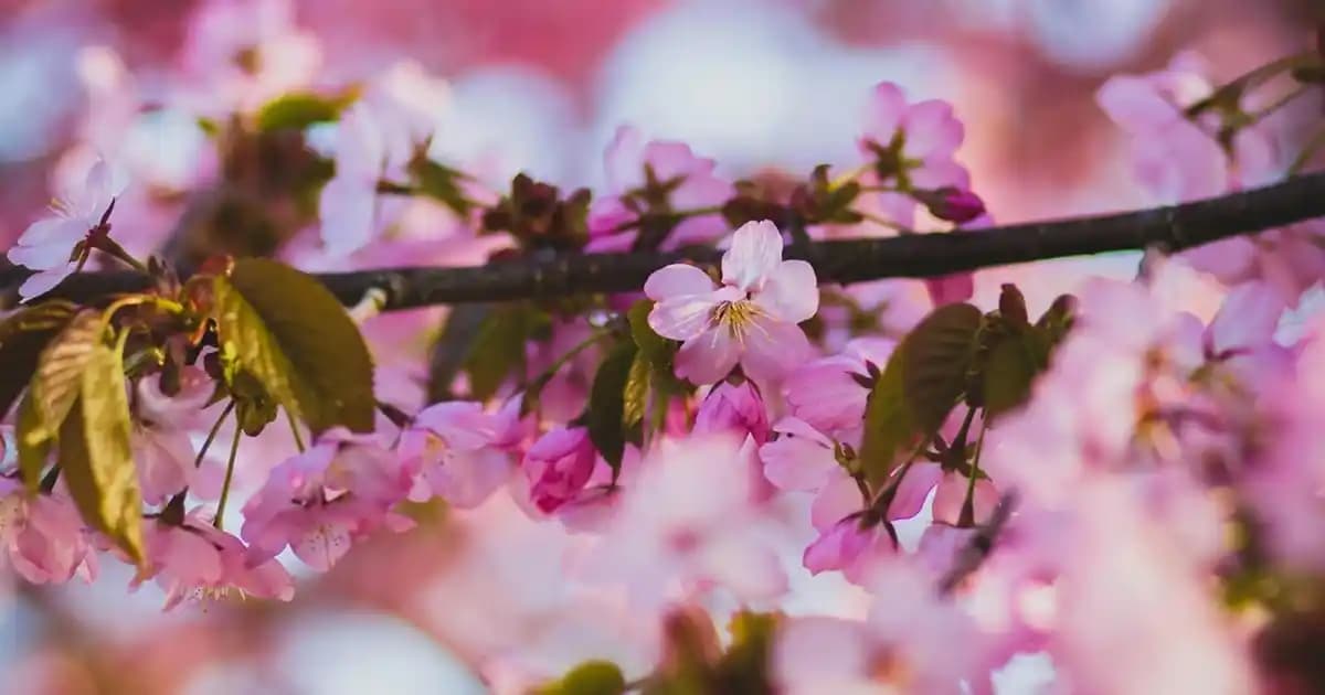 Masaüstü Ekran Görüntüsü Alma Yöntemleri ve Pratik İpuçları: Kapsamlı Rehber