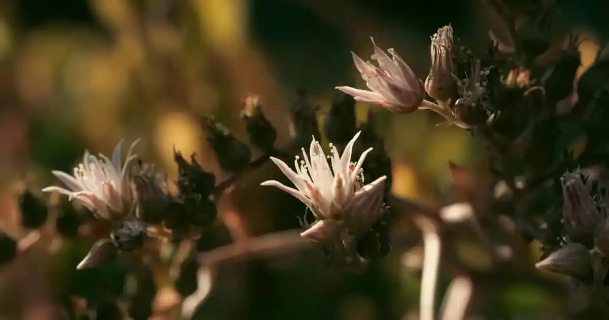 Media Markt'ta Telefon Alımlarında Taksit Seçenekleri ve Ödeme Koşulları Rehberi