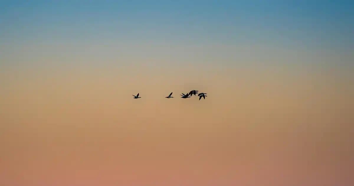 MediaMarkt'ta Taksit Seçenekleri ve Akıllı Teknoloji Alışverişi Rehberi