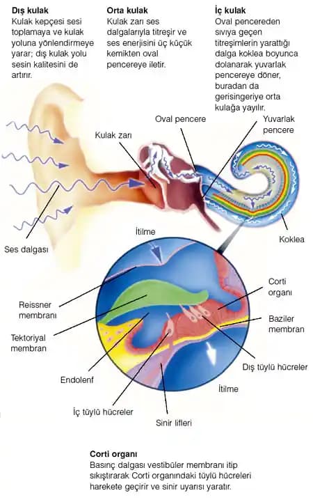 R Hangi Kulak? Akıllı Kulaklık Seçiminde Doğru Kullanım ve Teknoloji Rehberi