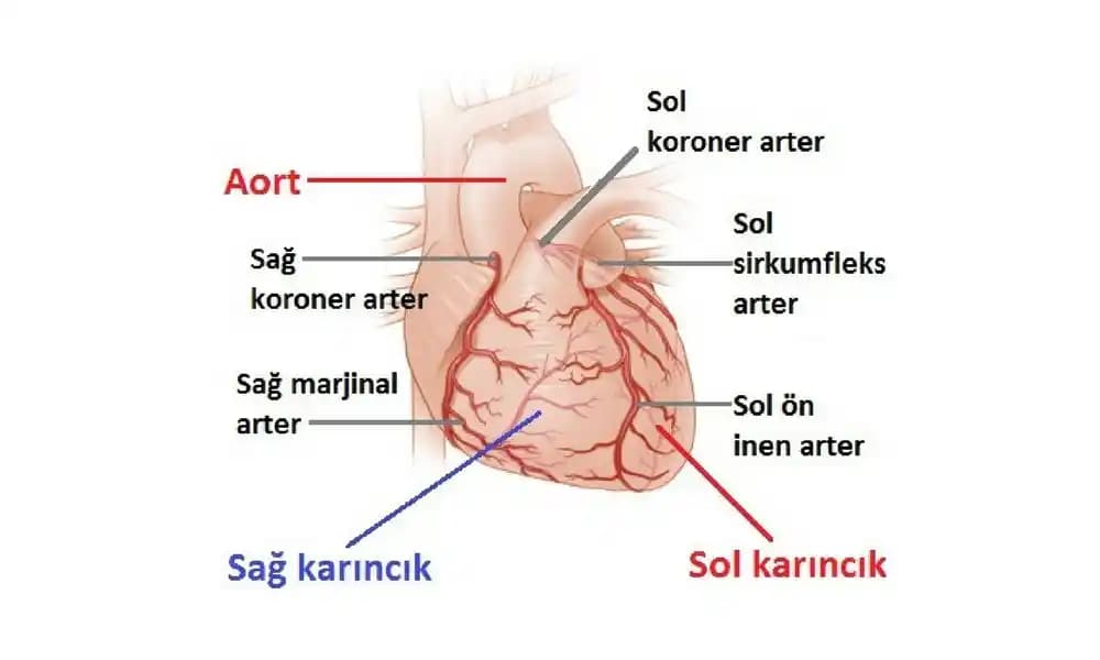 RCA Bağlantı Standardı ve Teknoloji Dünyasındaki Önemi: Ses ve Görüntü İletimi