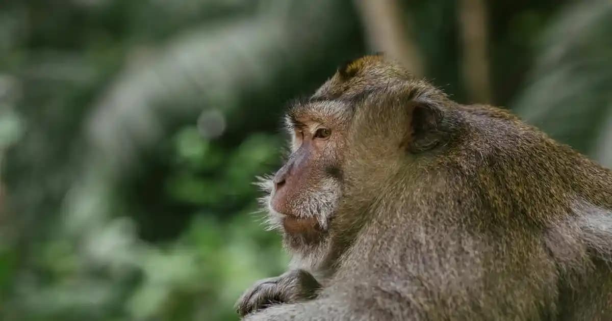 Redmi Note 8 Pro Ekran Yenileme Hızı ve Performans Analizi: 60 Hz İncelemesi