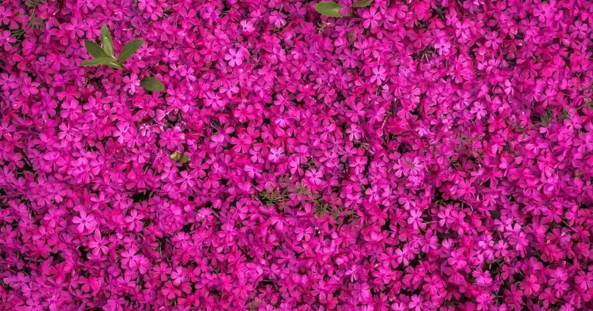 Samsung'un En Pahalı Telefonları ve Özellikleri 2024 Rehberi