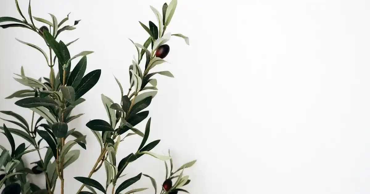 Samsung ve iPhone: Tasarım, Performans ve Ekosistem Açısından Kapsamlı Akıllı Telefon Karşılaştırması