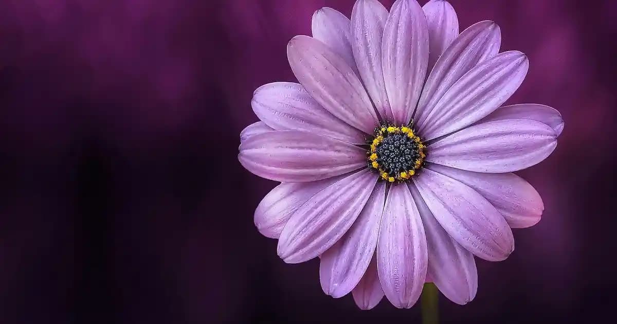 Smart Band 7 ve Smart Band 10 Karşılaştırması: Hangi Akıllı Bileklik Daha İyi Seçimdir?