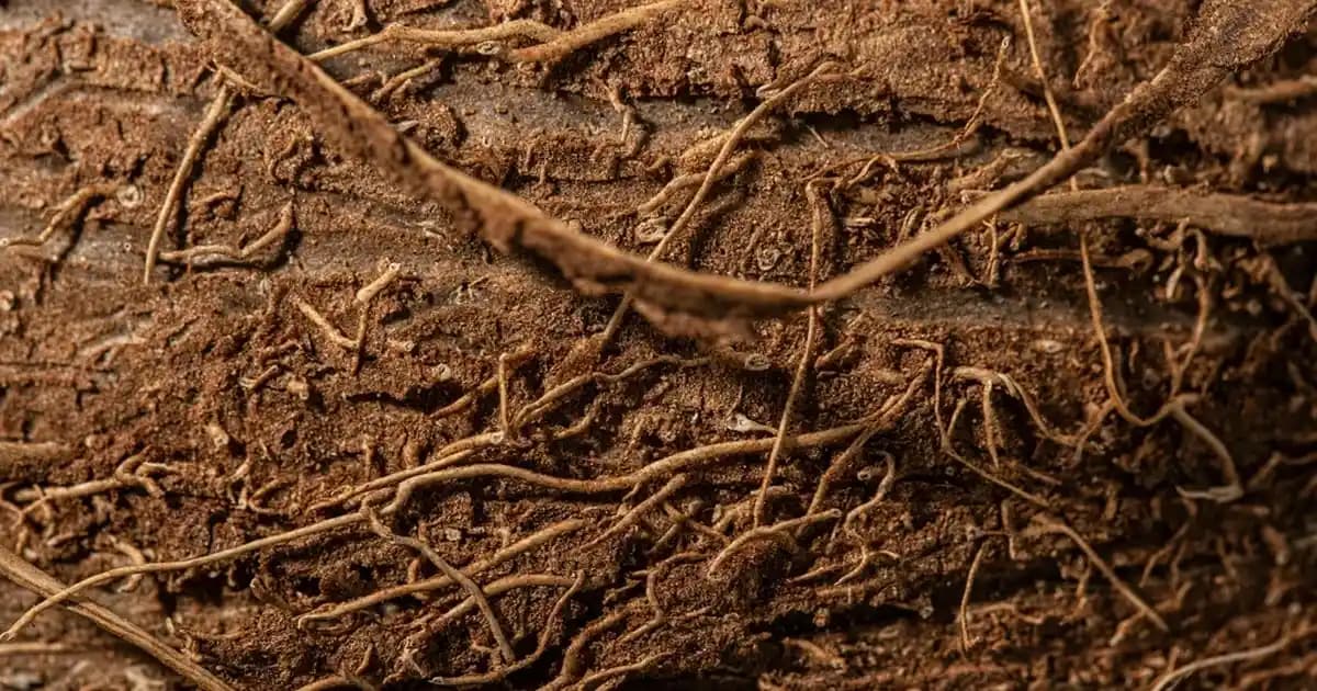 Tabletlerde Film İzlerken Tam Ekran Sorunu ve Çözüm Yöntemleri Hakkında Detaylı Rehber