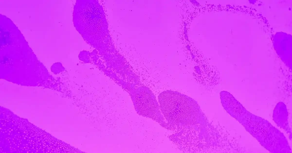 Tesla Telefon: Yenilikçi Özellikleri ve Akıllı Telefon Dünyasındaki Yeri