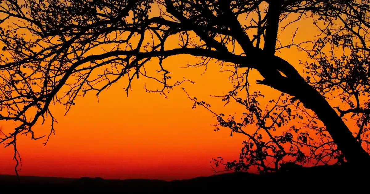 TLC Markasının Sahipliği ve Teknoloji Sektöründeki Yeri: TCL Corporation İncelemesi